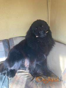 Njufaundlender za parenje